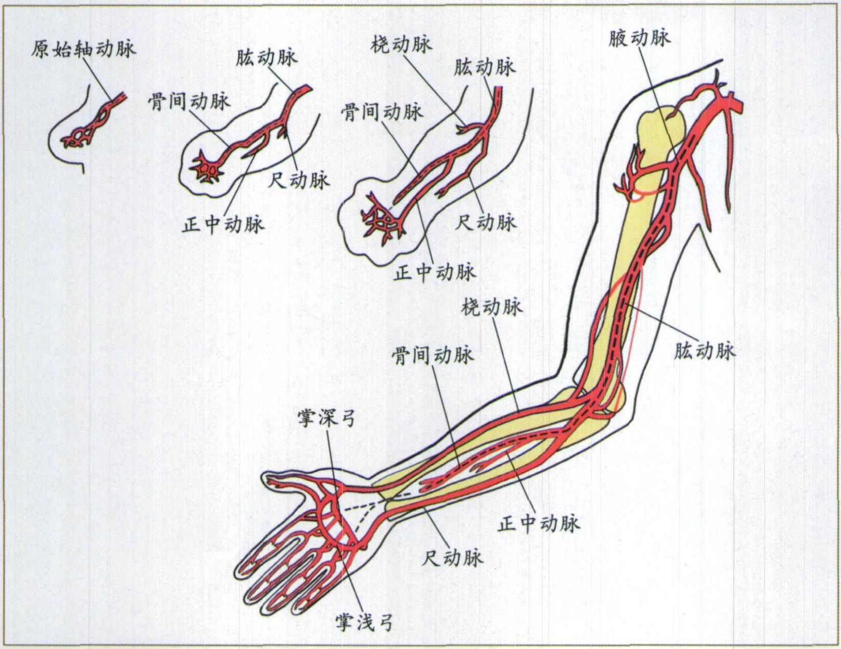 图1-21 上肢动脉的发生过程